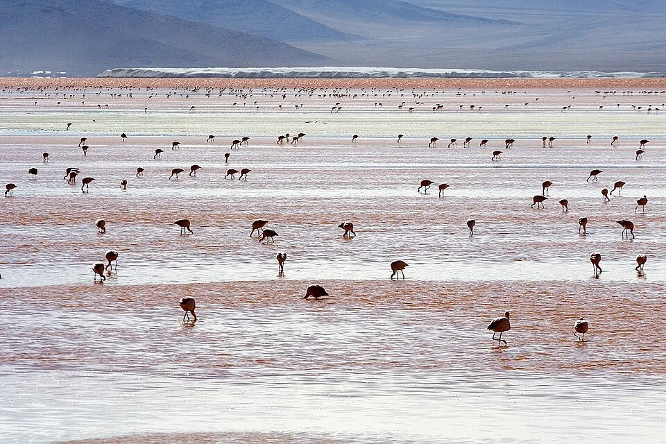 Flamingos na Laguna Colorada no altiplano boliviano